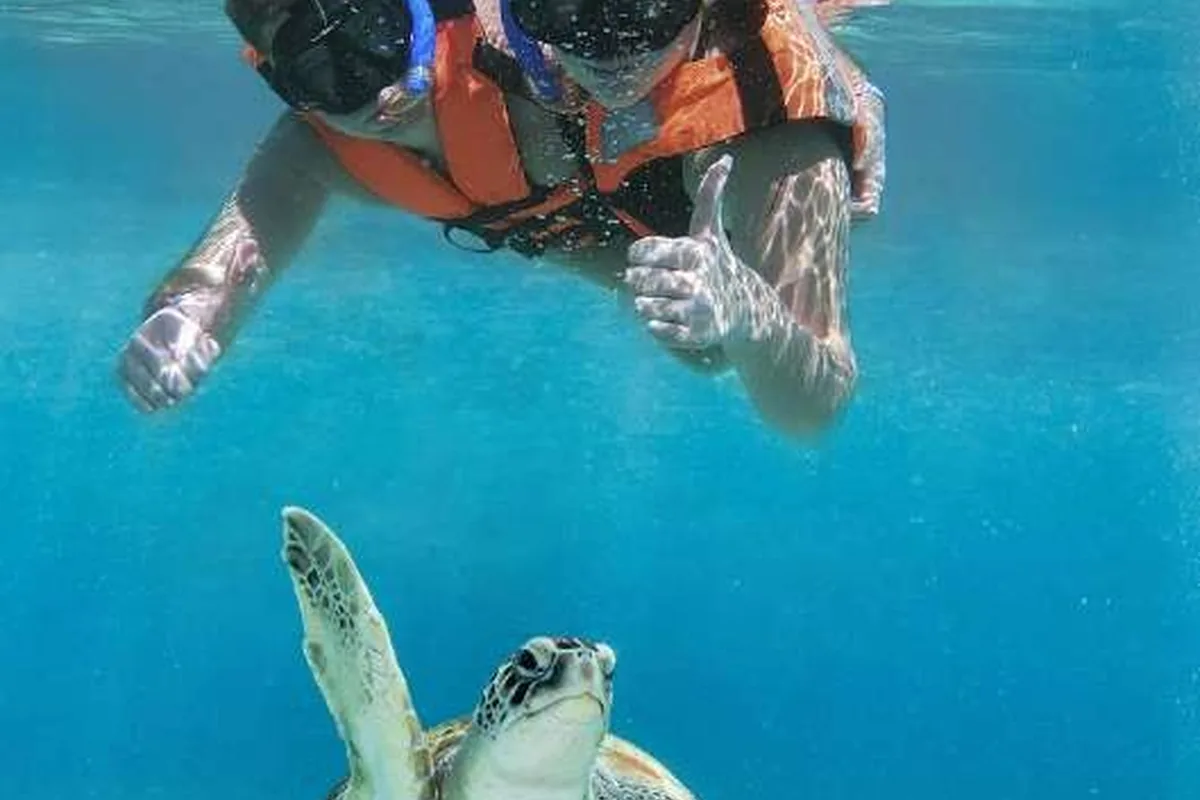 Snorkeling guidato con le tartarughe ad Akumal