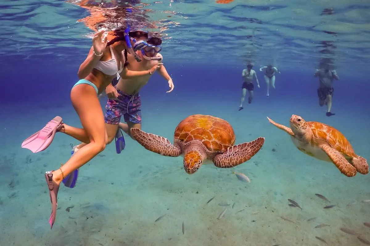 Due tartarughe marine e nuotatori ad Akumal