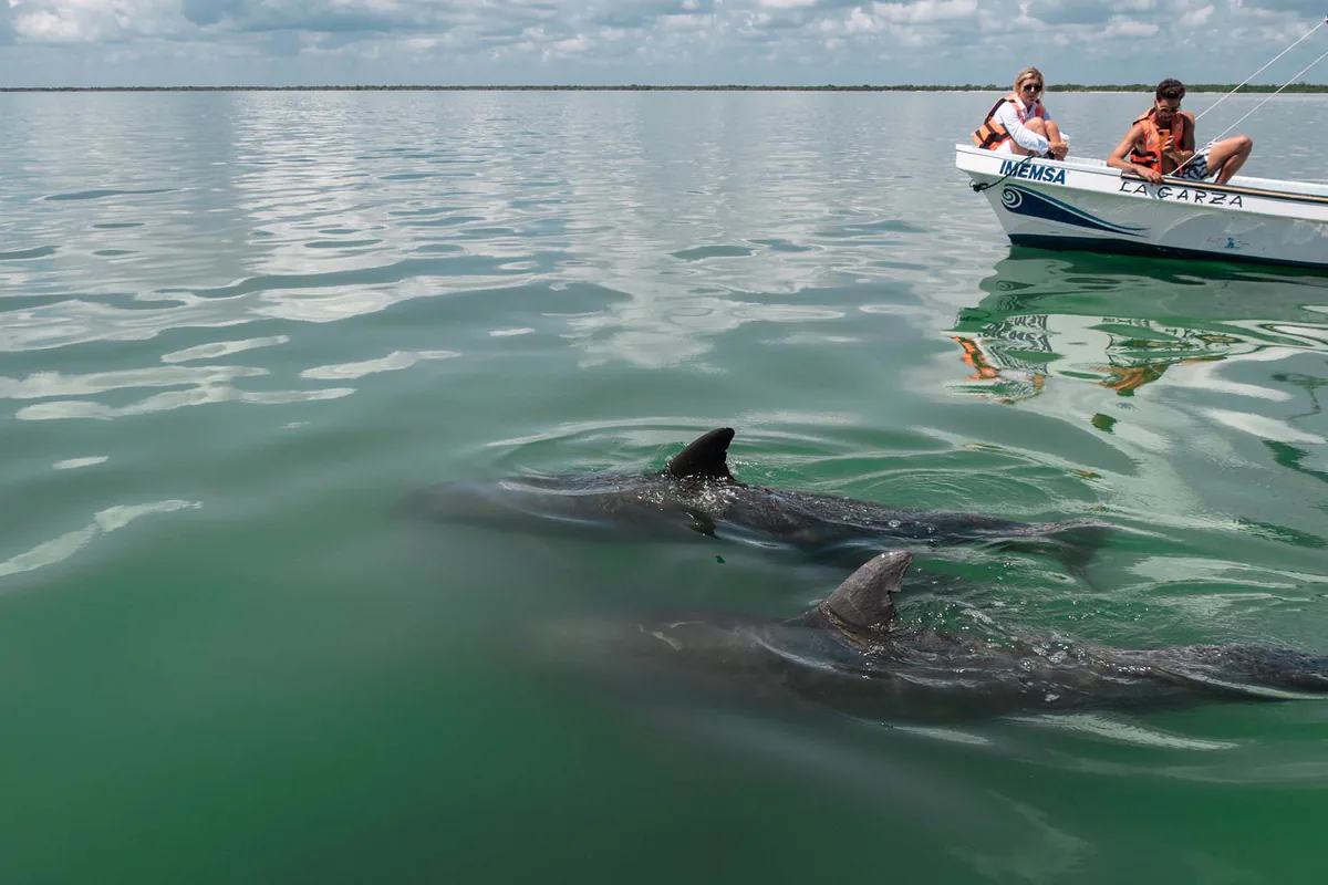 Delfini liberi nella biosfera di Sian Ka’an