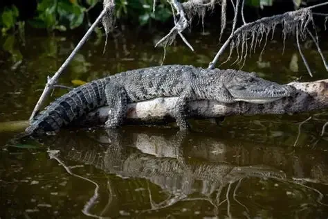 Coccodrillo nella riserva di Río Lagartos