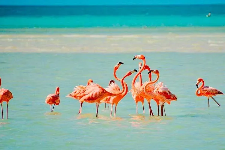 Paesaggio tropicale dell’isola di Holbox