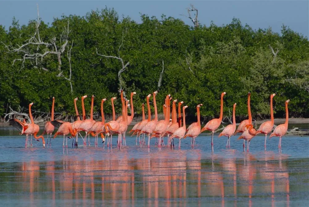 Fenicotteri nella riserva naturale di Río Lagartos